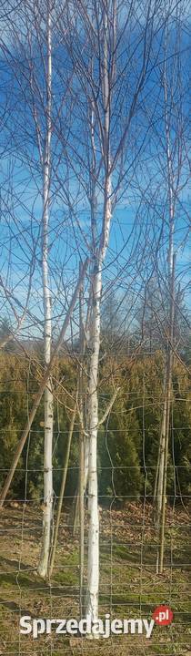 brzoza pożyteczna Doorenbos obwód 1218 sprzedam