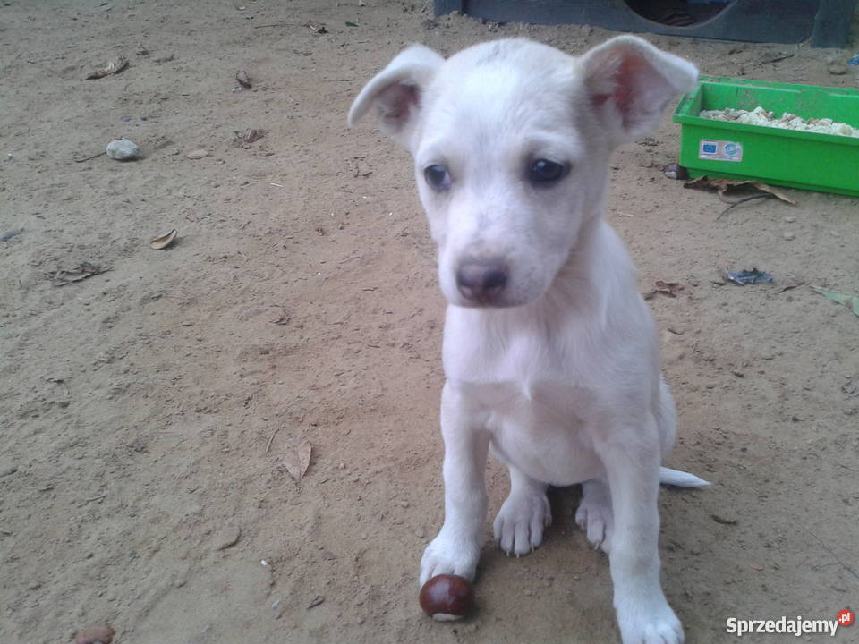 Suczki12 tygodniowe kundelki Nowy Dwór Mazowiecki