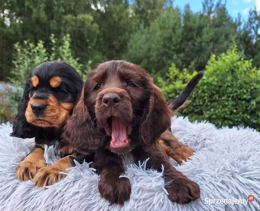 Cocker spaniel angielski podkarpackie Lubaczów