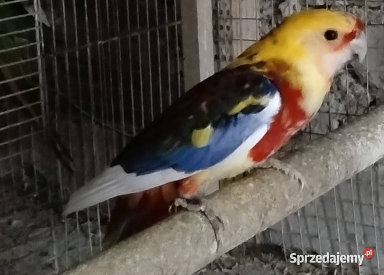 Rozele królewskie Wodzisław Śląski