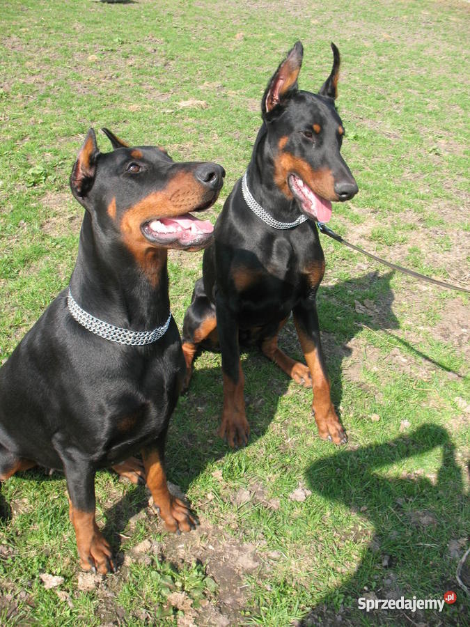DOBERMAN SZCZENIAK MŁODE PIESEK SUKA SZCZENIAKI Psy Gierów