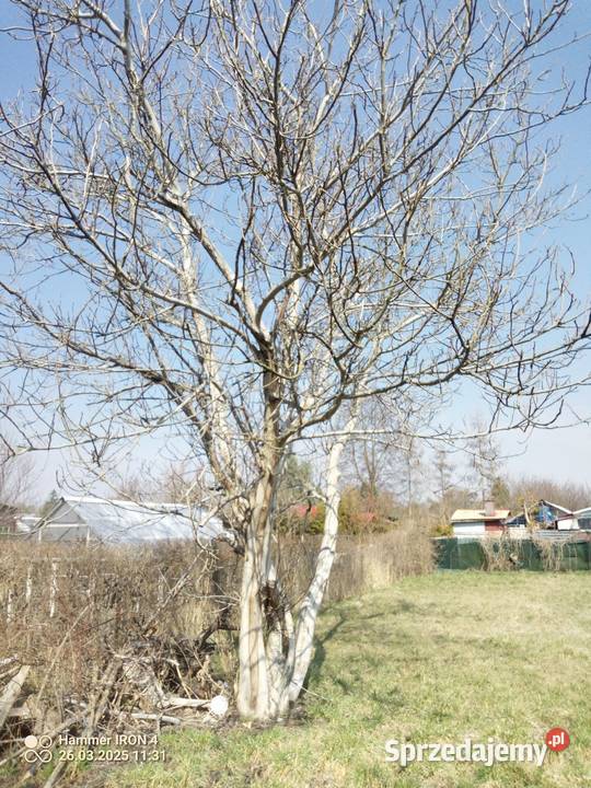 Działka ROD Słonecznik woda prąd i zielona Lublin