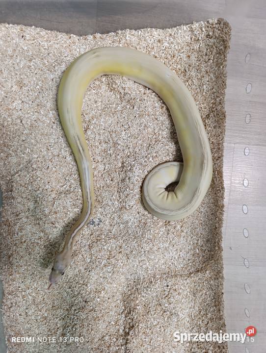 Pytony królewskie śląskie Częstochowa