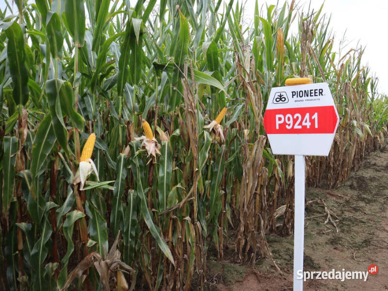 Kukurydza Pioneer P9241 na kiszonę i ziarno Pozostałe sprzedam