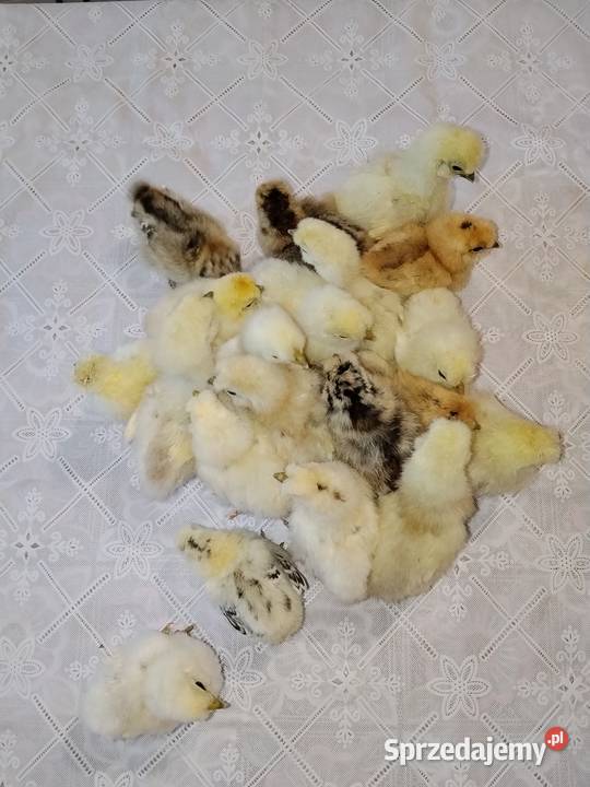 Sprzedam Pisklaki Silki tygodniowe Suchorzów