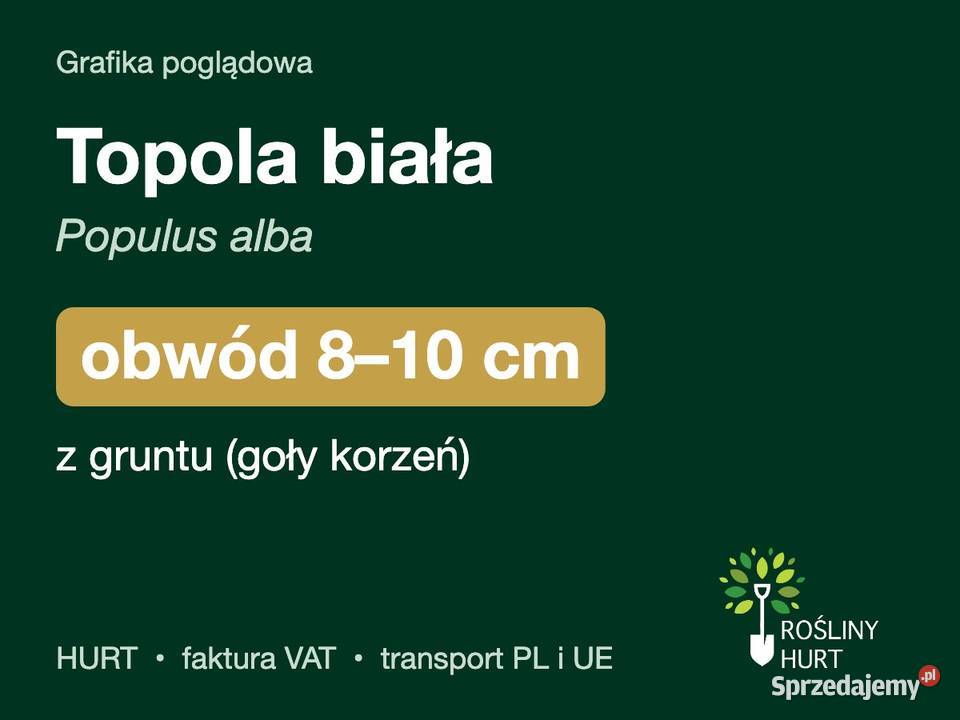 Topola biała Populus alba obwód 810 z gruntu Dom i Ogród wielkopolskie