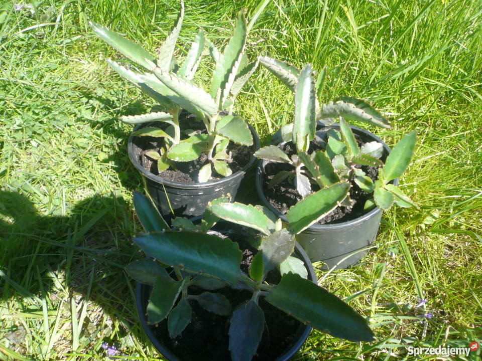 Żyworódka pierzasta lecznicza sadzonki 712 Kołobrzeg