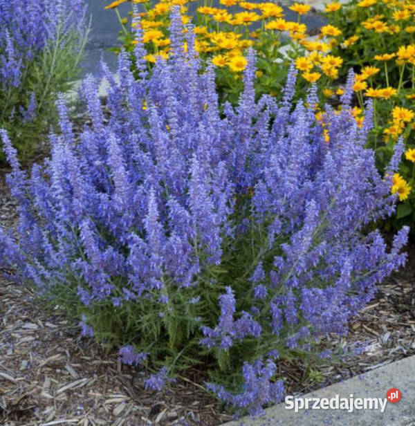 PEROWSKIA ŁOBODOLISTNA Lacey Blue sadzonki w