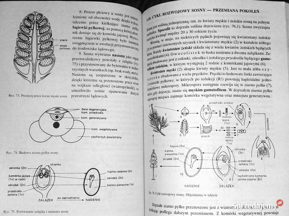 Biologia Vademecum maturzysty Ewa PyłkaGutowska Chełm sprzedam
