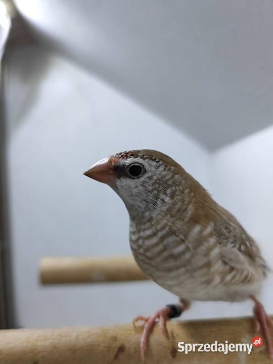 Czereszka Zebrzyk samica beżowa 2025 Myślenice