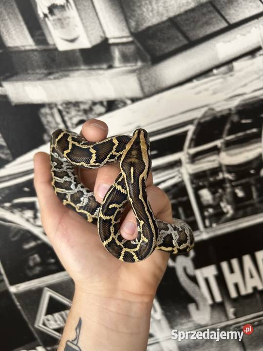 Pyton Birmański Classic 100 het Pied 50 albino świętokrzyskie Suchedniów