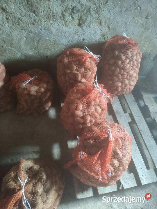 Sprzedam sadzeniaki Queen anna Toszek