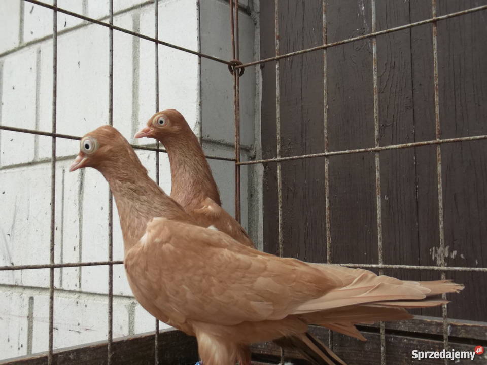 Sprzedam gołąbki ozdobne Garwolin