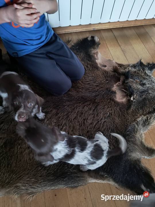 wyżeł niemiecki szorstkowłosy szczeniaki Mielec