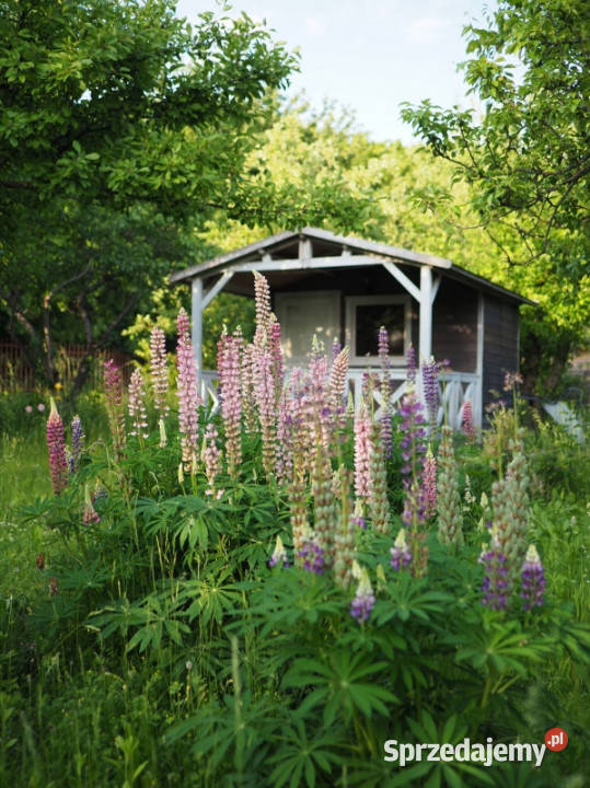 Sprzedam działkę ROD Ursynów Warszawa