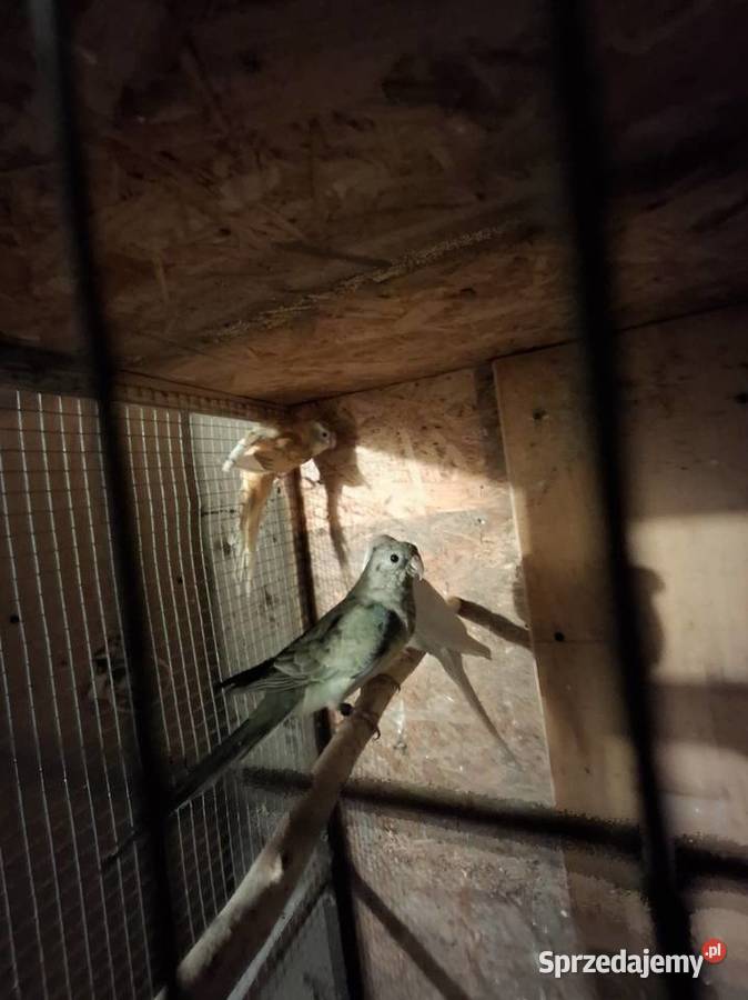 Piękne papuzki faliste i tęczowe Rybnik