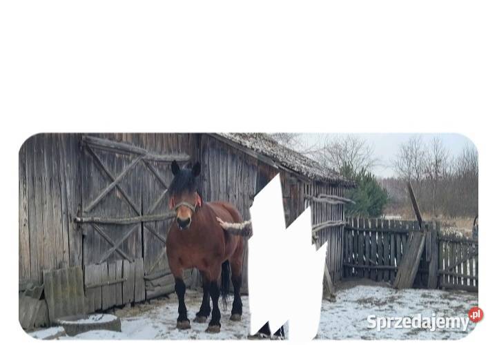 Sprzedam klacz zimnokrwistą Gródek Szlachecki