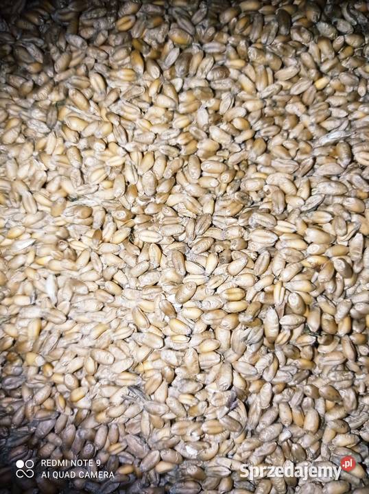 Sprzedam pszenicę ozimą Pobiedziska sprzedam