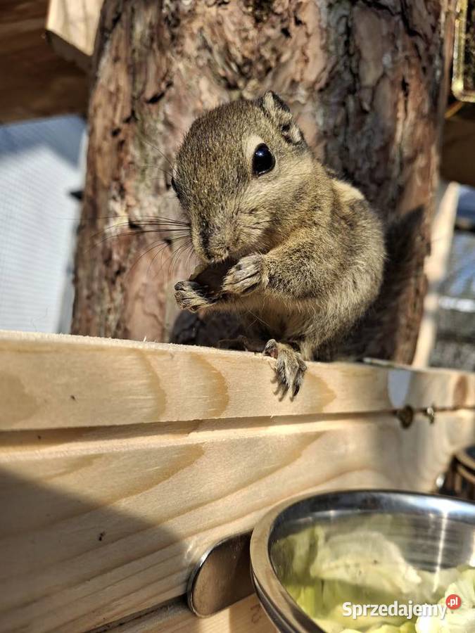 Wiewiorka chińska Pionki