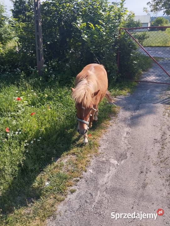 Kucyk wałach 3 lata