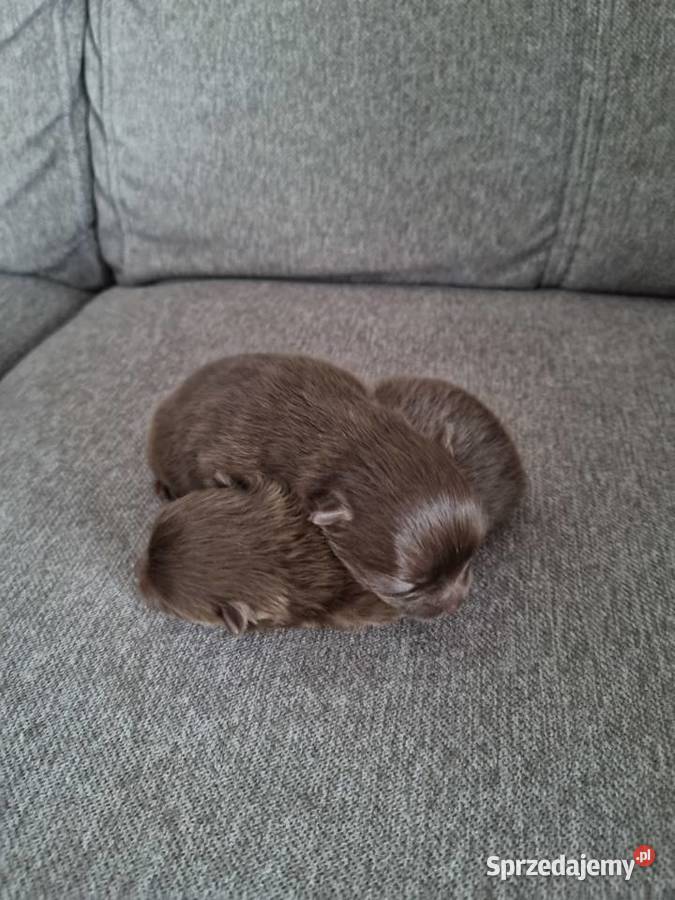 Szpic miniaturowy szczenięta Szpic miniaturowy Wieruszew