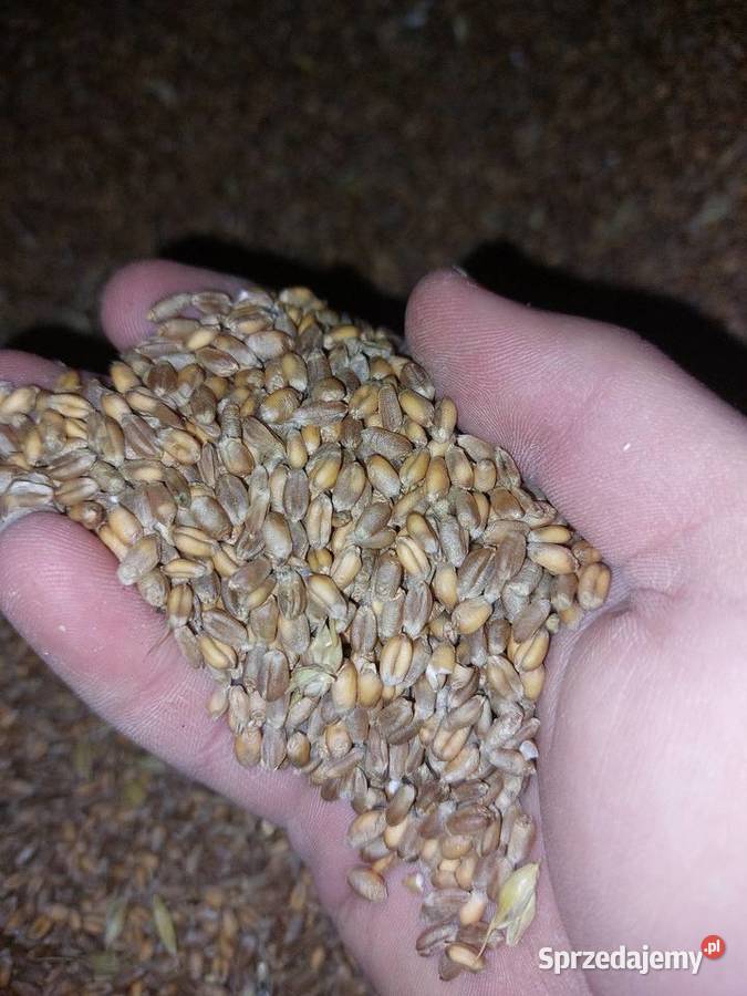 Pszenica ozima Natalin