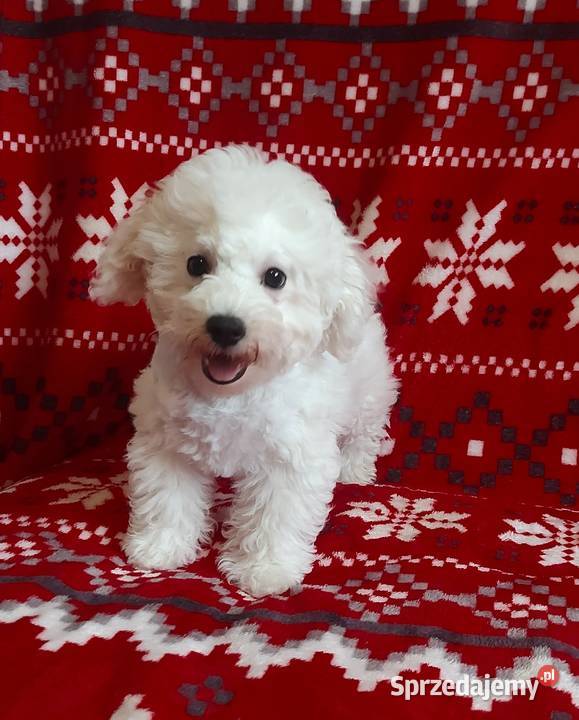Śliczny piesek Bichon frise FCI Lipsko