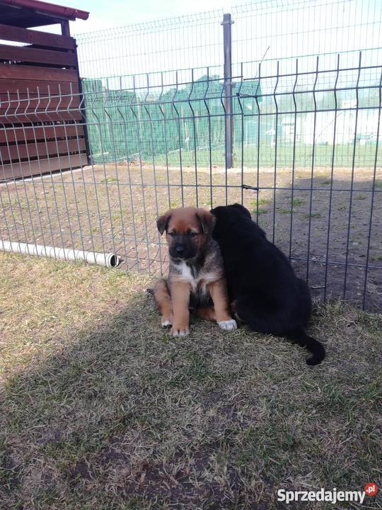 Szczenięta owczarka niemieckiego ostatnie 3 Owczarek Łomża