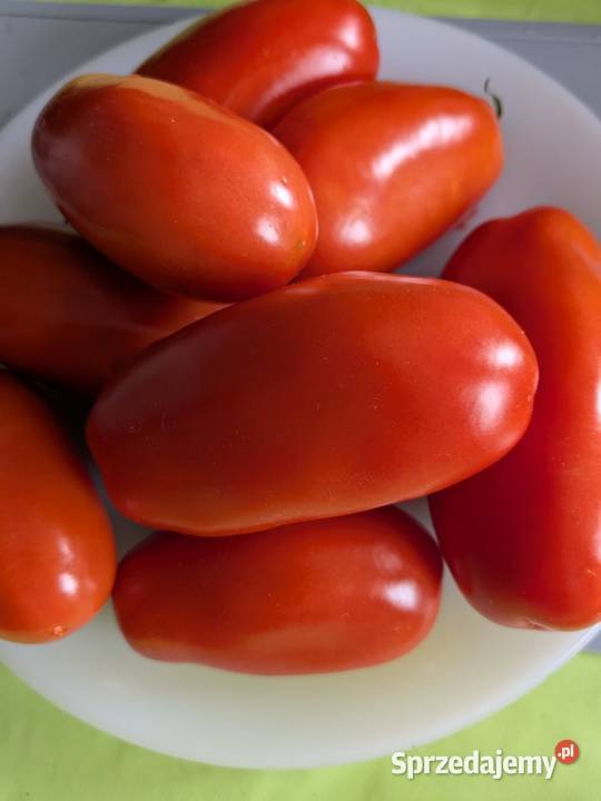 San Marzano nasiona pomidor kolekcjonerski Kraków sprzedam
