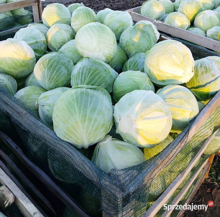 Kapusta biała Warta