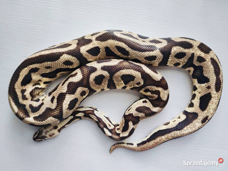 Wąż Pyton królewski Leopard Vanilla Python Warszawa