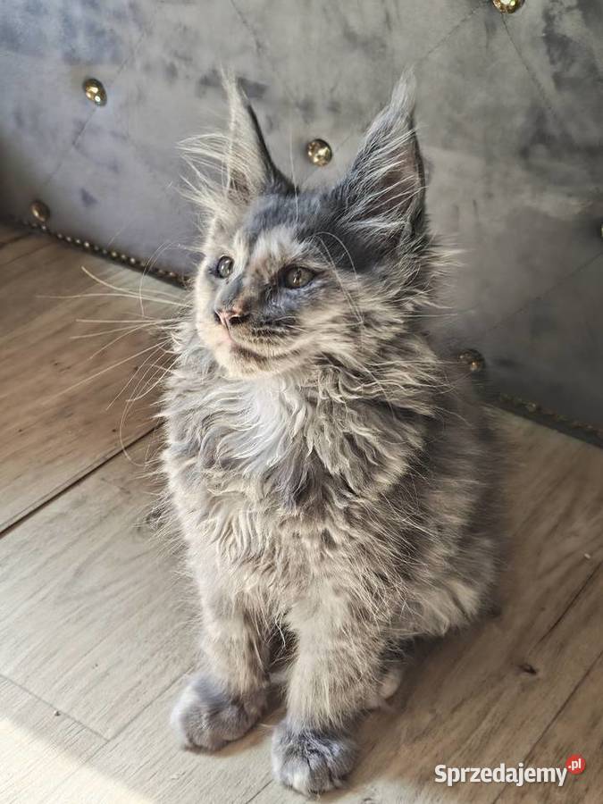 Rezerwacja Maine Coon Kcynia