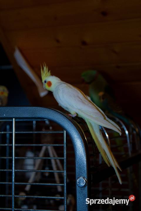 papugi nimfy 3 parki Ptaki Koszyce Wielkie