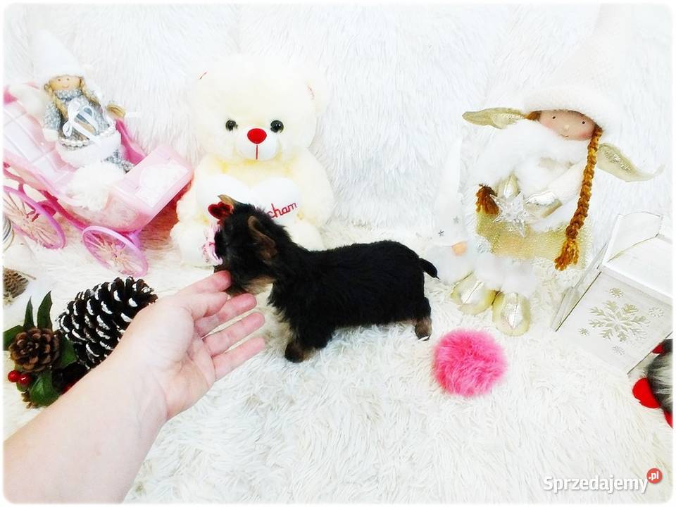 Mini XS Malutka Suczka Yorkshire Terrier Do Żary sprzedam