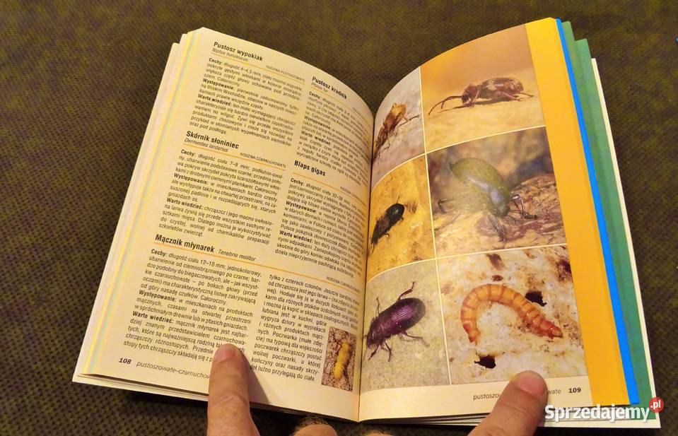 Atlas owadów Heiko Bellmann Częstochowa sprzedam