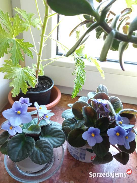 A może żyworódkę Zielone Białystok