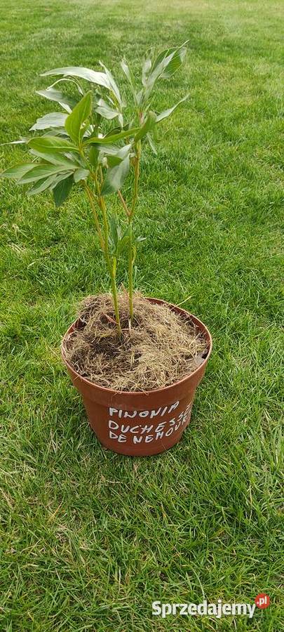 Piwonia Duchesse De Nemours Opole