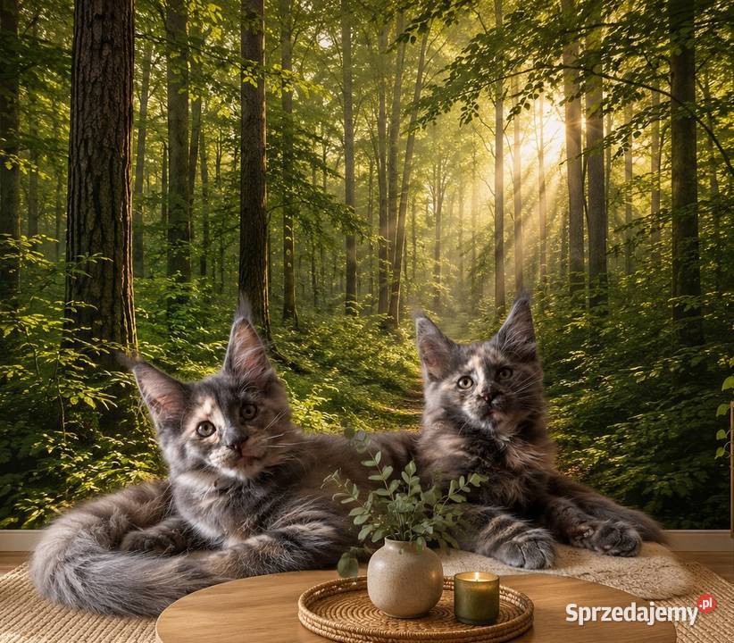 Rezerwacja Maine Coon Kcynia