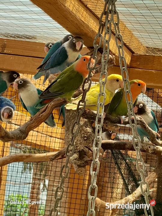 Papugi ceny Goczałków