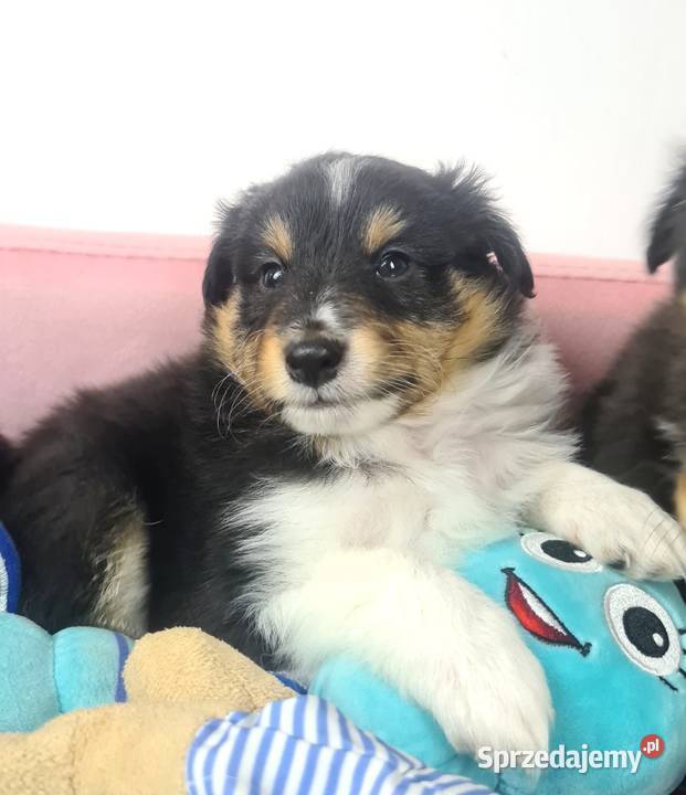 Owczarek szetlandzki Wiązowna