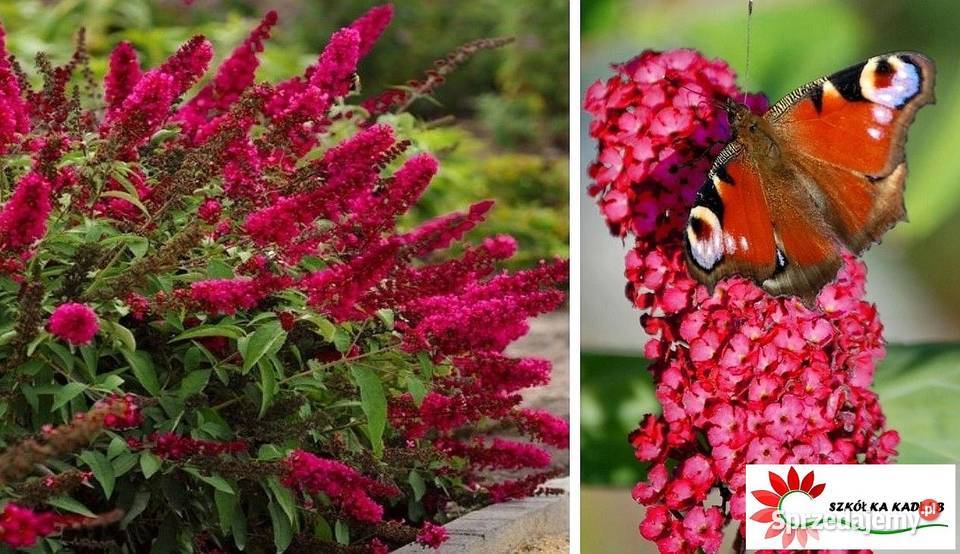 Budleja Dawida Prince Charming opolskie