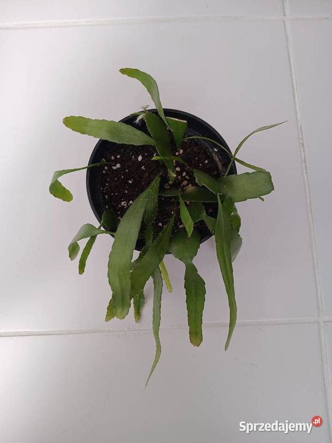 Pseudorhipsalis ramulosa Red Coral Kaktusy i sukulenty Wyposażenie wnętrz Częstochowa