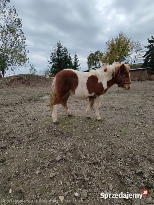 Kuc szetlandzki Rokiciny