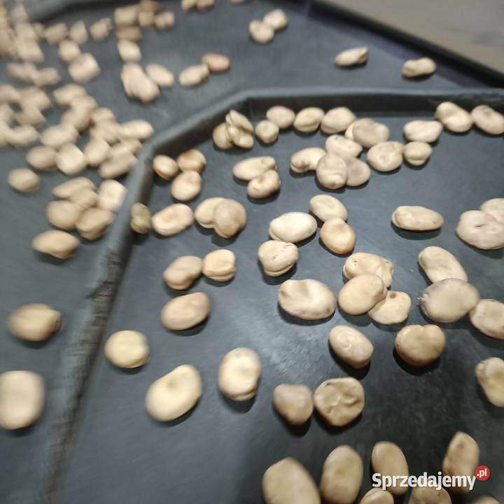 Sprzedam bób odmiany Dragon Kutno