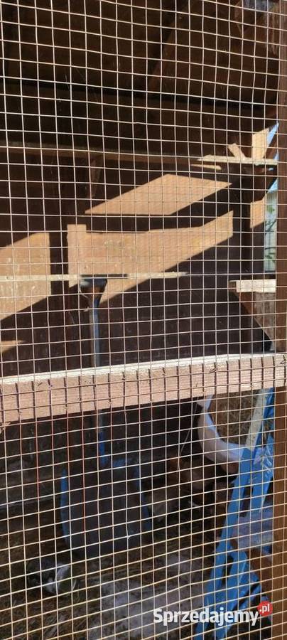 Sprzedam Gołębnik Żuków