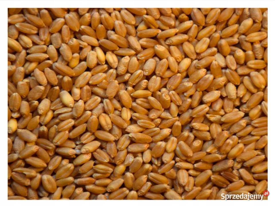 Pszenica pszenżyto śląskie Suszec sprzedam