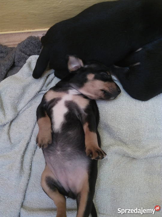 Pinczer miniaturowy szczeniaki Dębica