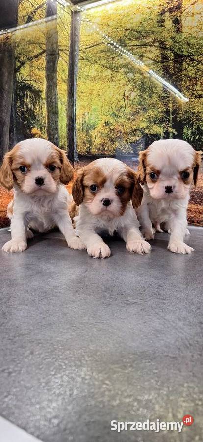 Cavalier King Charles Spaniel mazowieckie Przysucha sprzedam