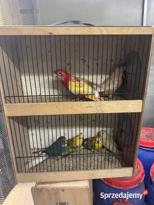 Sprzedam papugi Pawłowice