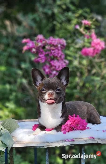 Czekoladowy szczeniak chihuahua Szczecin
